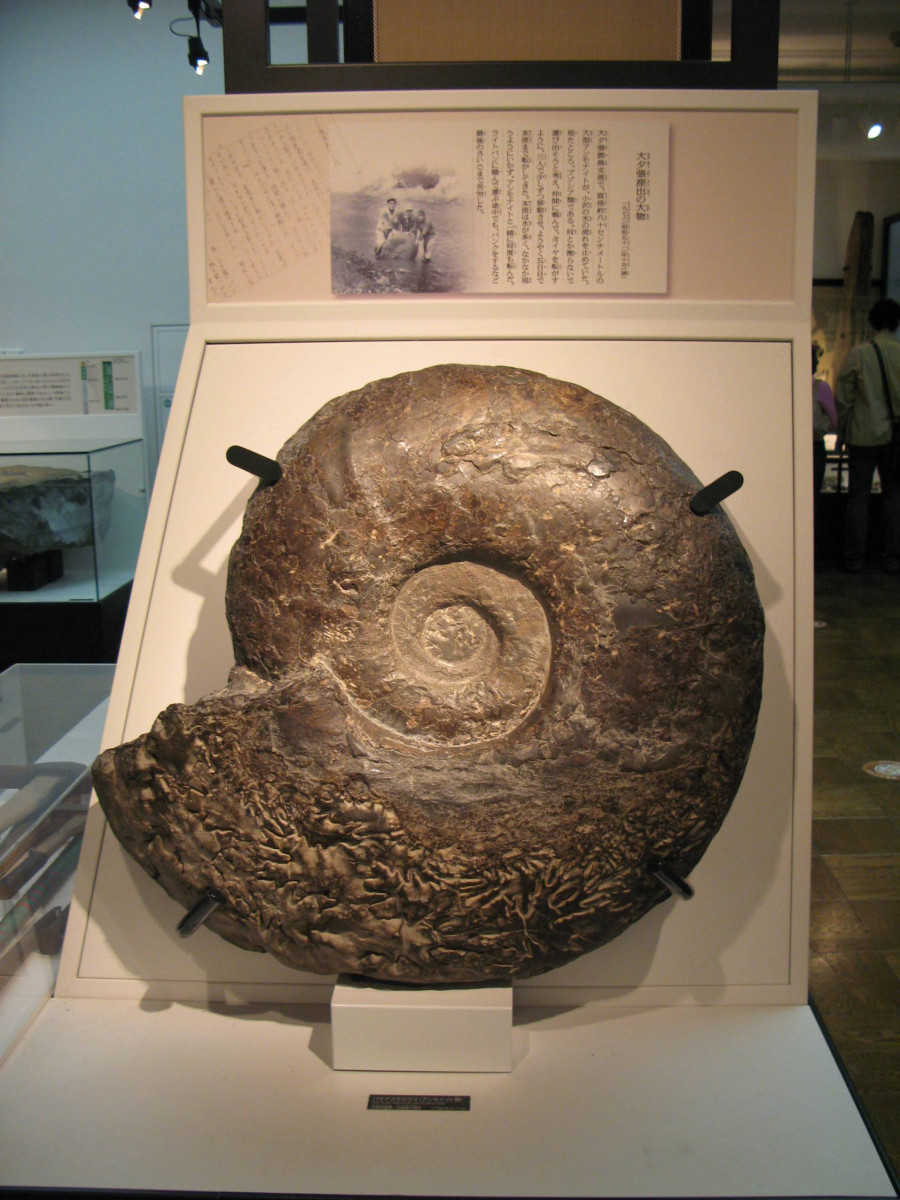 日本館 アンモナイト化石